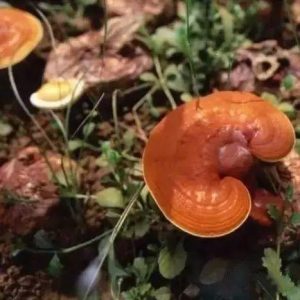 灵芝的主要应用及临床评价