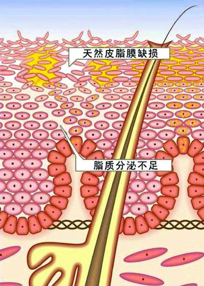 NU SKIN如新®荟萃善秀系列-营养护肤