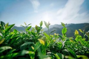 茶之有道 沛然天成