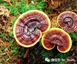灵芝的主要应用及临床评价